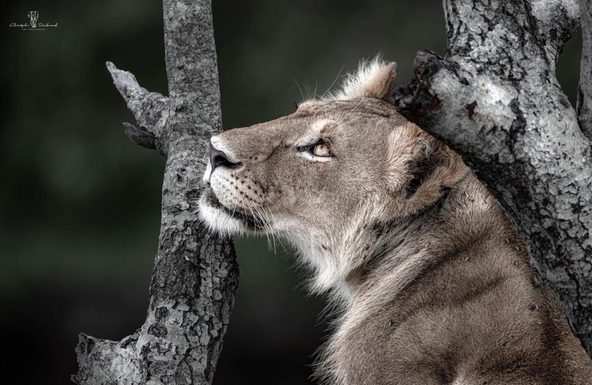 Hotel Mara Major Camp Maasai Mara Zewnętrze zdjęcie