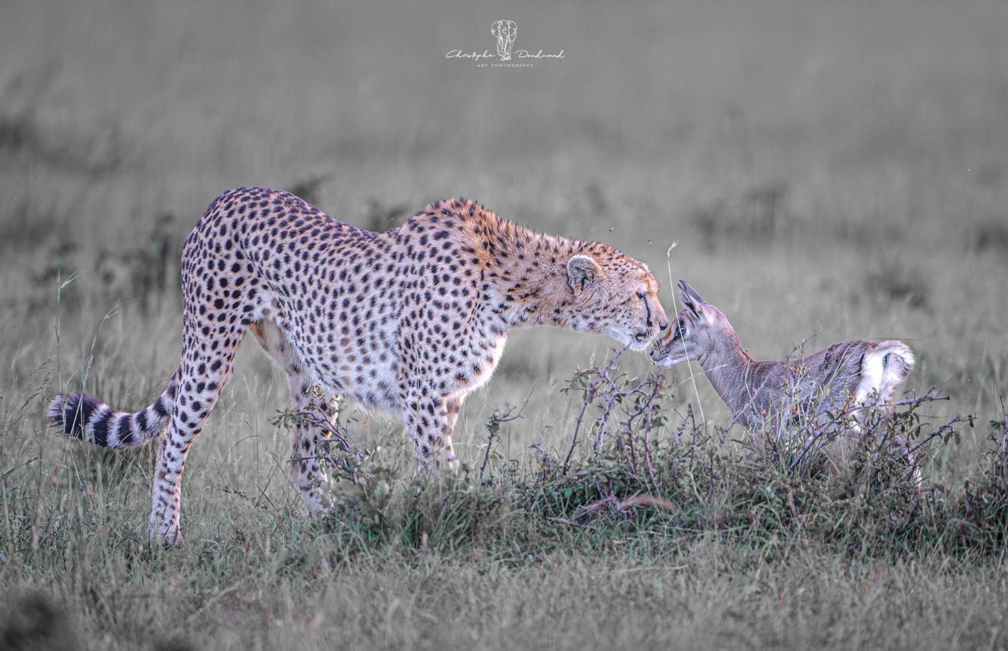 Hotel Mara Major Camp Maasai Mara Zewnętrze zdjęcie